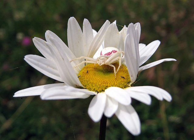 Macro photo of a white spider on a white daisy.
